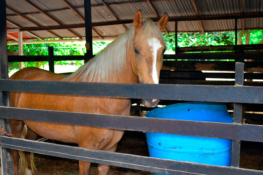 Stables